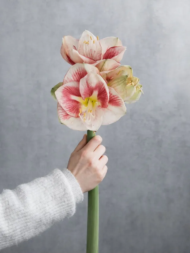 blumigo-amaryllis-exception-schnittblume-rosa-wei image 1