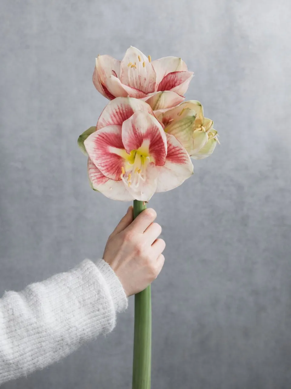 blumigo-amaryllis-exception-schnittblume-rosa-wei image 1