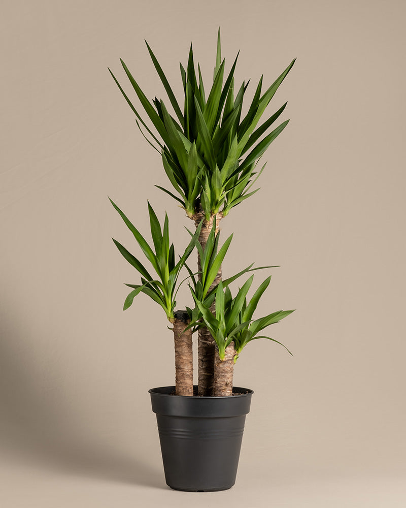 feey-variado-gro-e-yucca-xl-zimmerpflanze-yucca-palme image 3