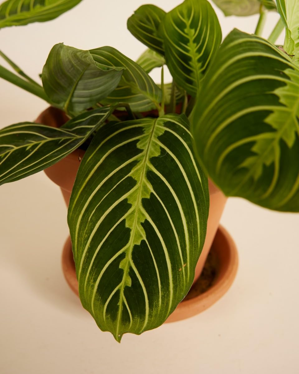 plnts-rareplnts-maranta-lemon-lime-gebetspflanze-12cm image 3