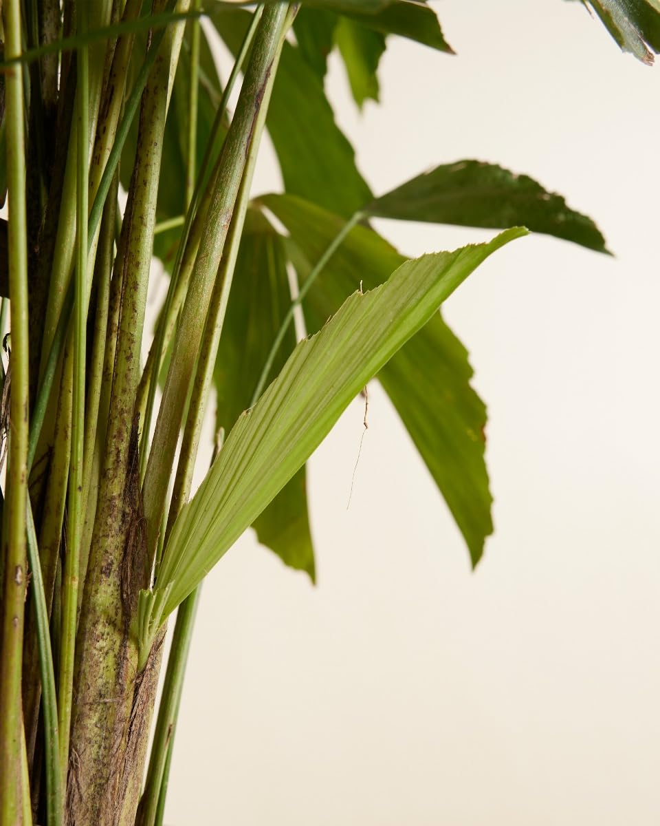 plnts-rareplnts-caryota-mitis-palme-85cm-21cm-topf-fischschwanz image 5