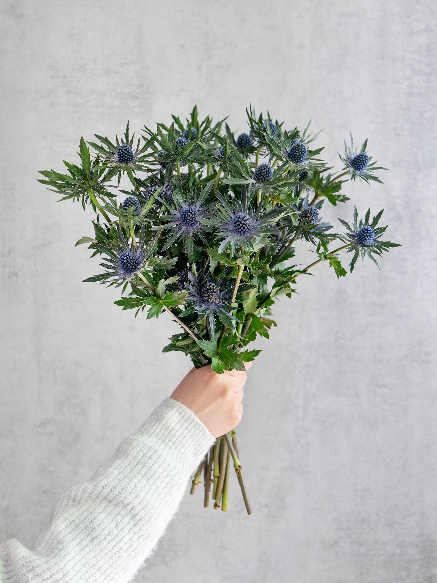 blumigo-disteln-orion-qstar-distel-blau-schnittblume image 2