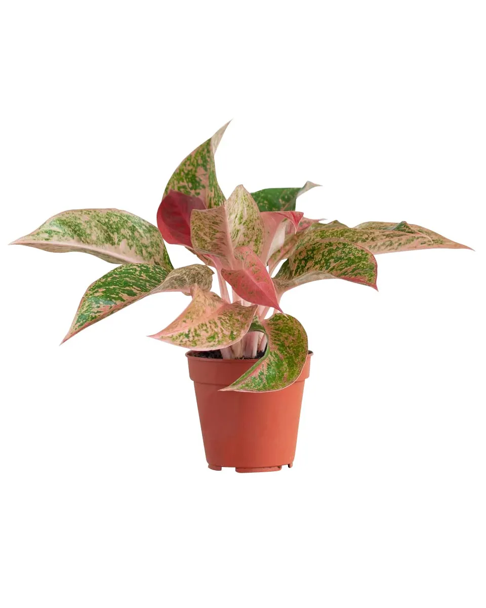 plnts-rareplnts-aglaonema-prosperity-zimmerpflanze-25-cm-rosa image 1
