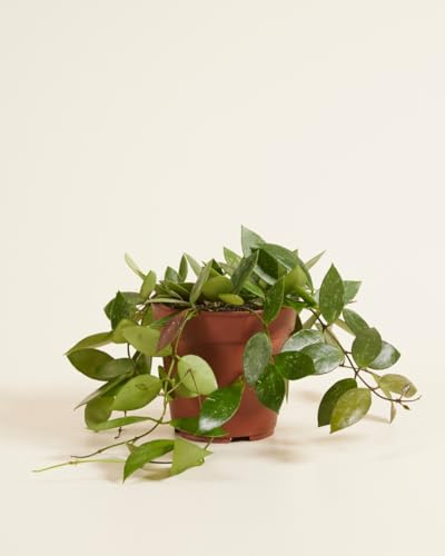 plnts-rareplnts-hoya-gracilis-wachsblume-12-cm image 8