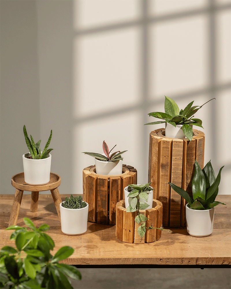 feey-variado-berraschungs-babypflanzen-6er-set-ohne-bertopf image 2