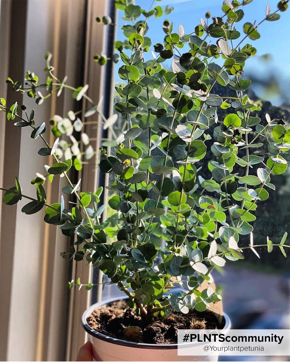 plnts-rareplnts-eucalyptus-gunnii-zimmerpflanze-17cm-50cm-duft image 7