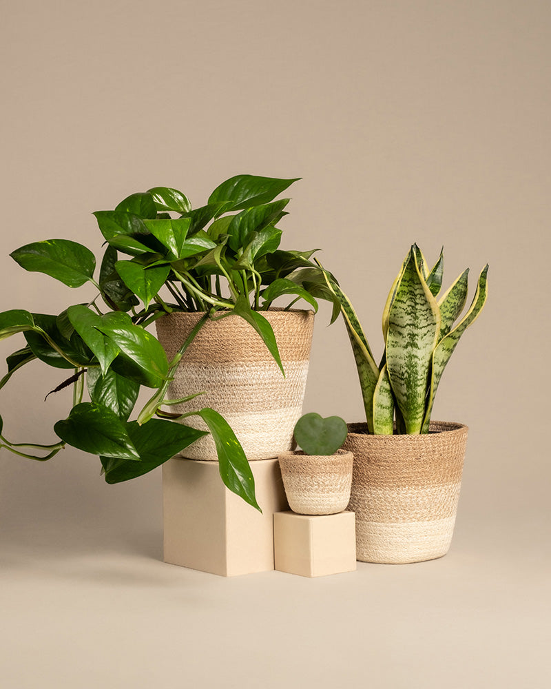 feey-variado-starter-set-sansevieria-efeutute-2-pflanzen image 6