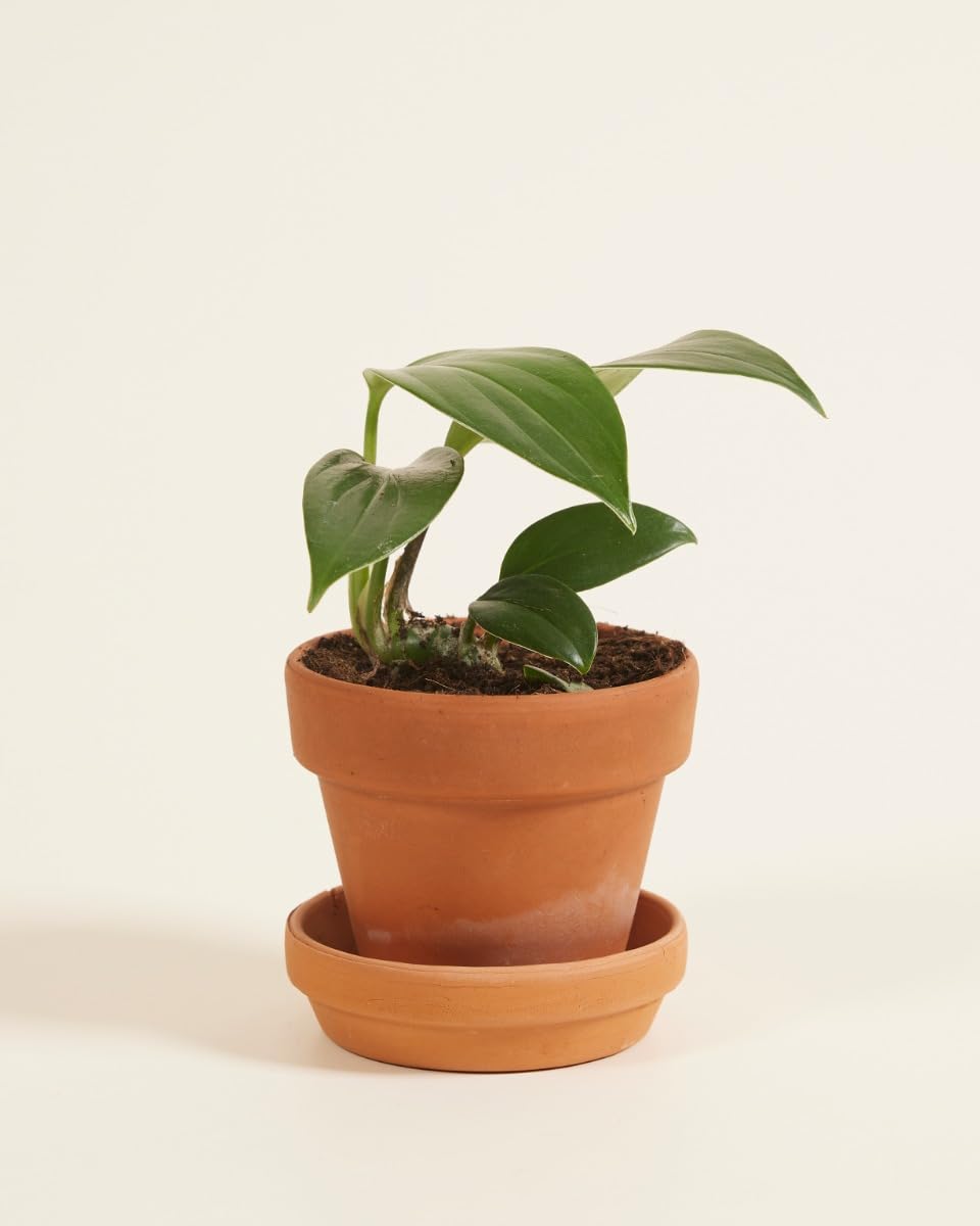 plnts-baby-philodendron-dragon-tail-zimmerpflanze-10cm image 3