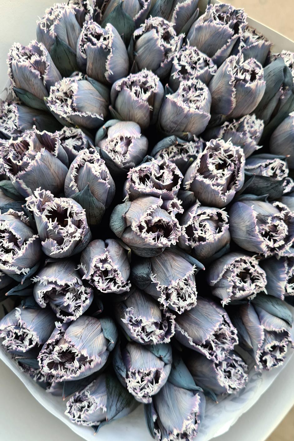 blumigo-tulpen-fringed-grey-schnittblume-grau-gefranst image 1