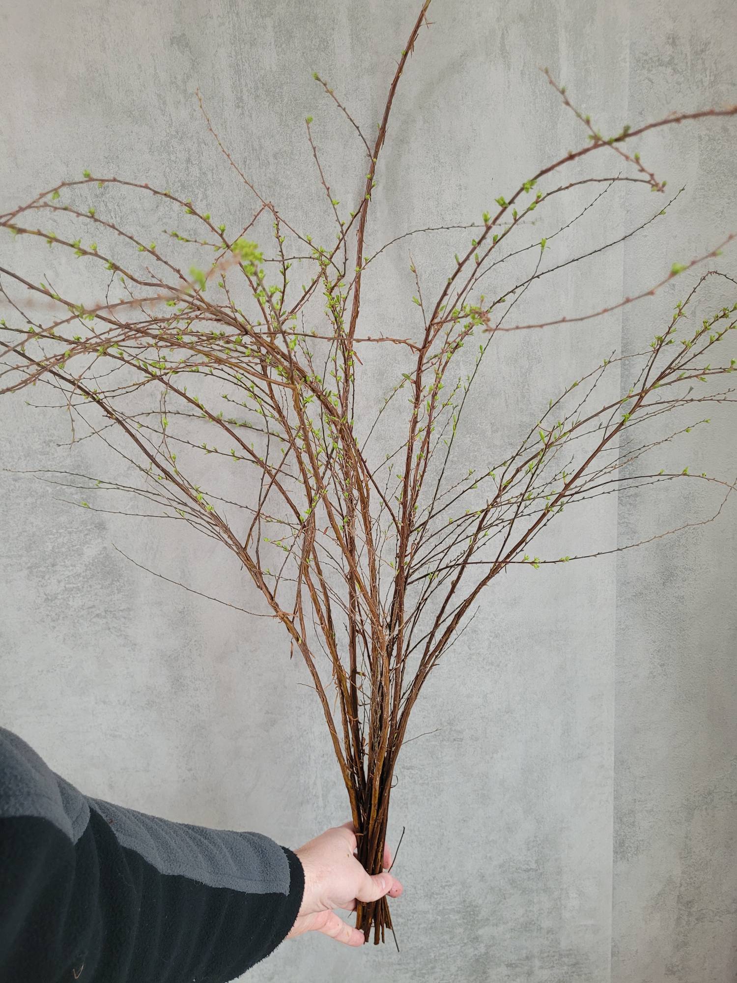 blumigo-blattwerk-spirea-snowmound-schnittgr-n-gr-n-bindegr-n-frisch image 2