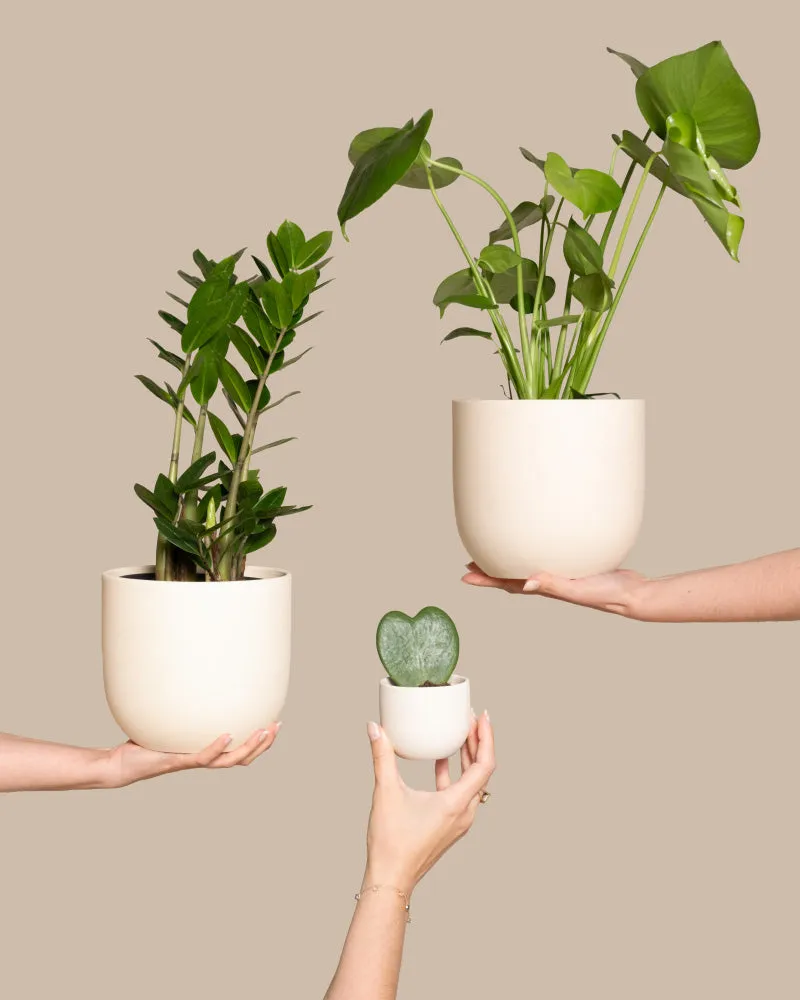 feey-variado-trio-infernale-pflanzenset-monstera-3-pflanzen image 1