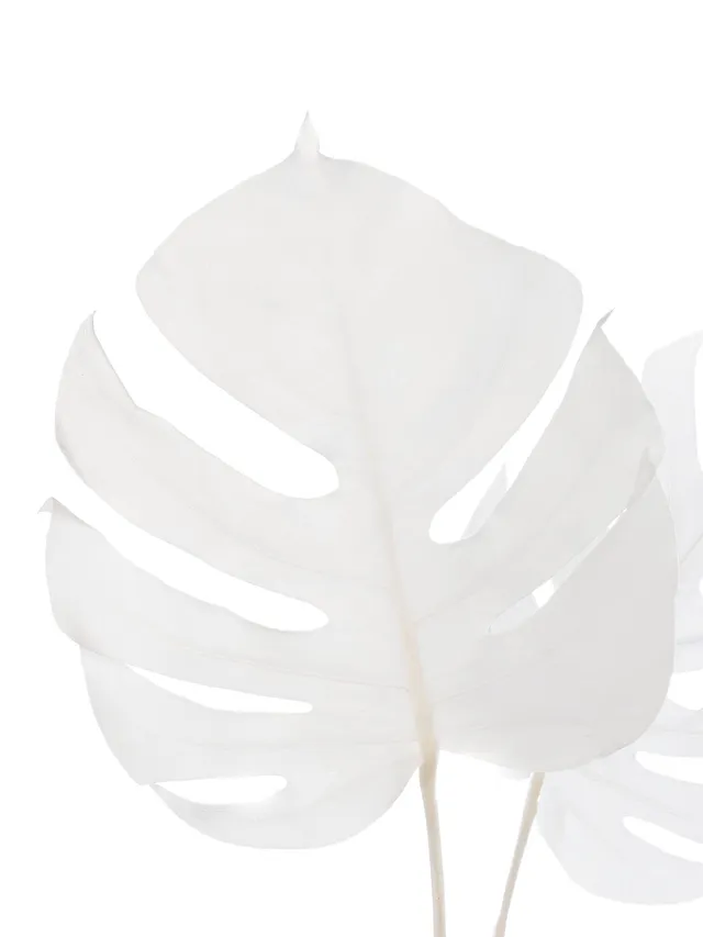 blumigo-trockenblumen-monstera-getrocknet-gebleicht-wei image 1