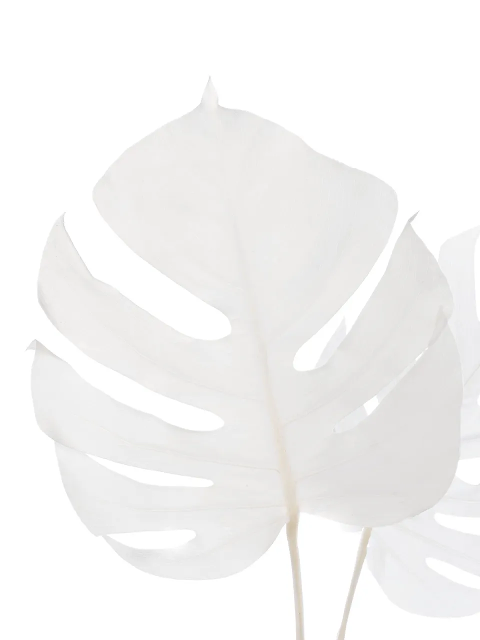 blumigo-trockenblumen-monstera-getrocknet-gebleicht-wei image 1