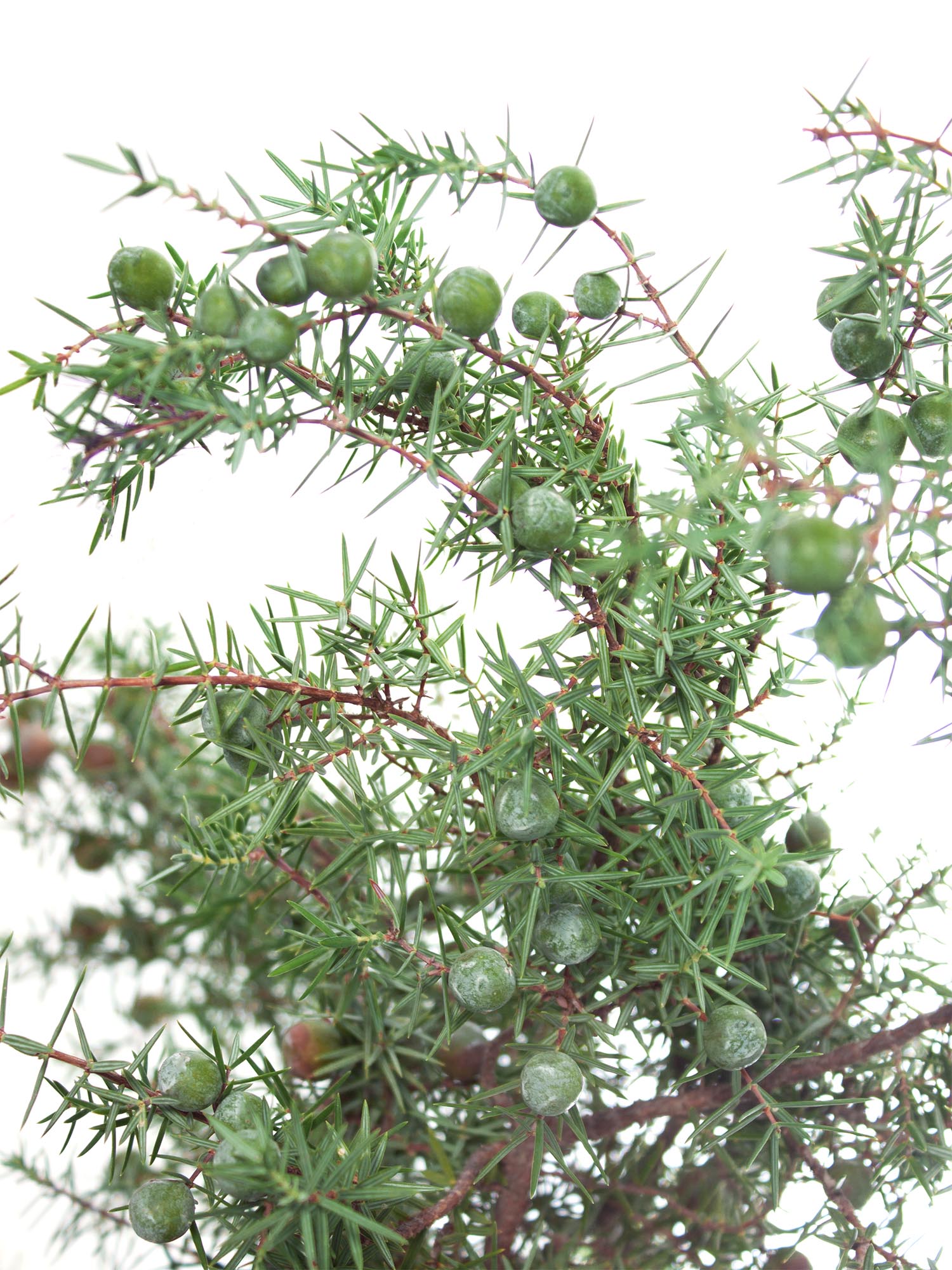 blumigo-winterliches-gr-n-wacholdergr-n-schnittgr-n-bund image 2