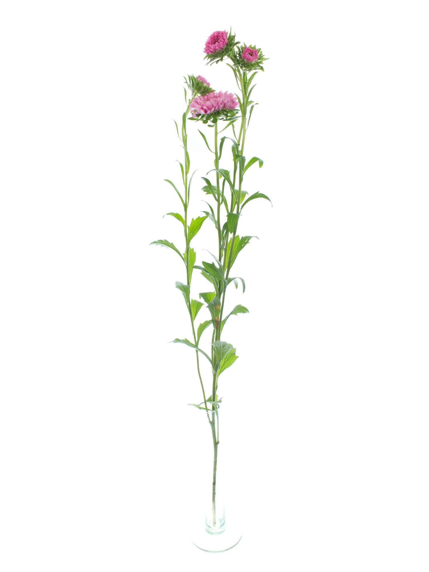 blumigo-herbstdeko-sommerastern-wilde-mischung-schnittblumen image 3
