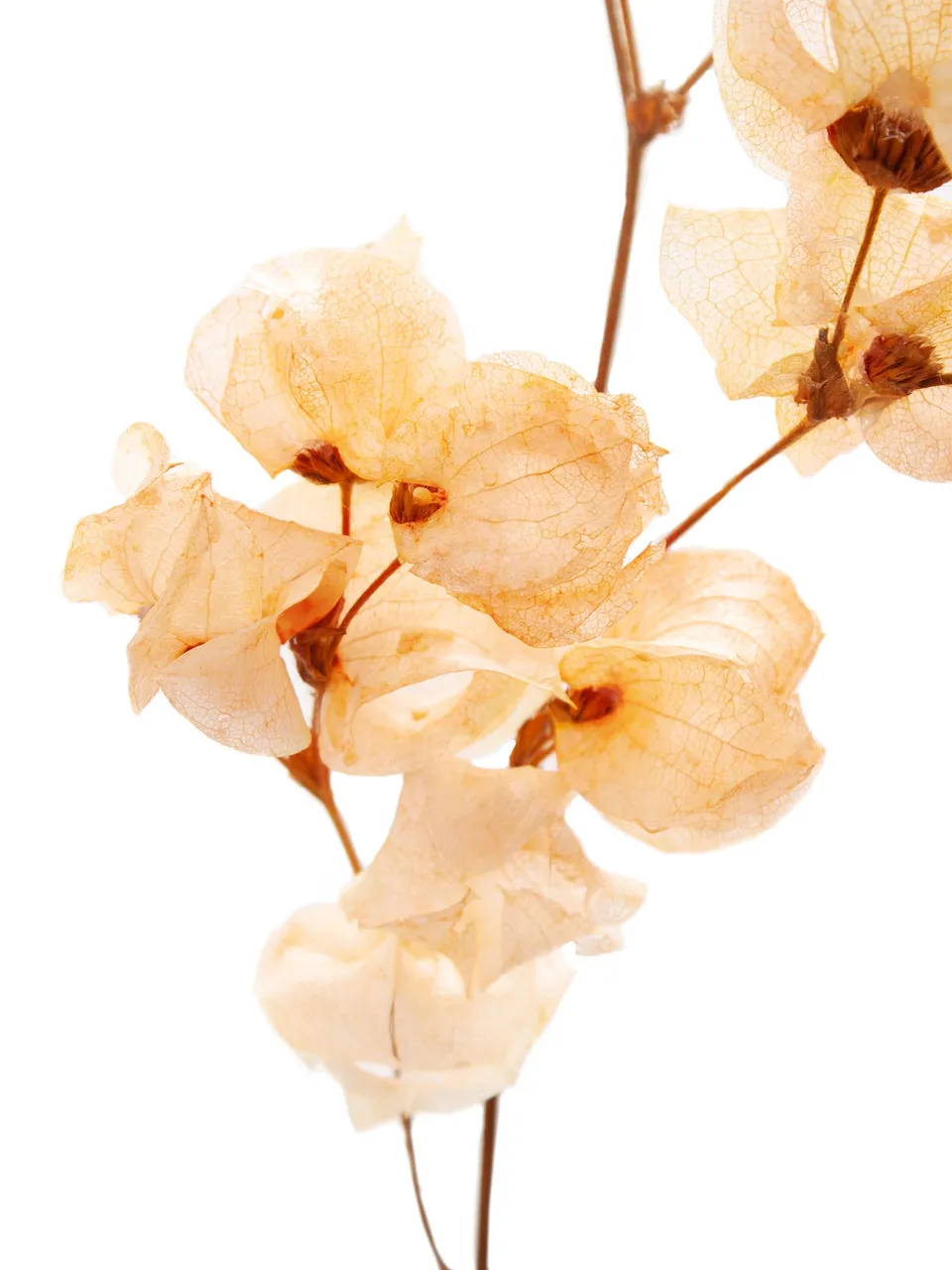 blumigo-trockenblumen-bougainvillea-trockenblume-apricot image 1