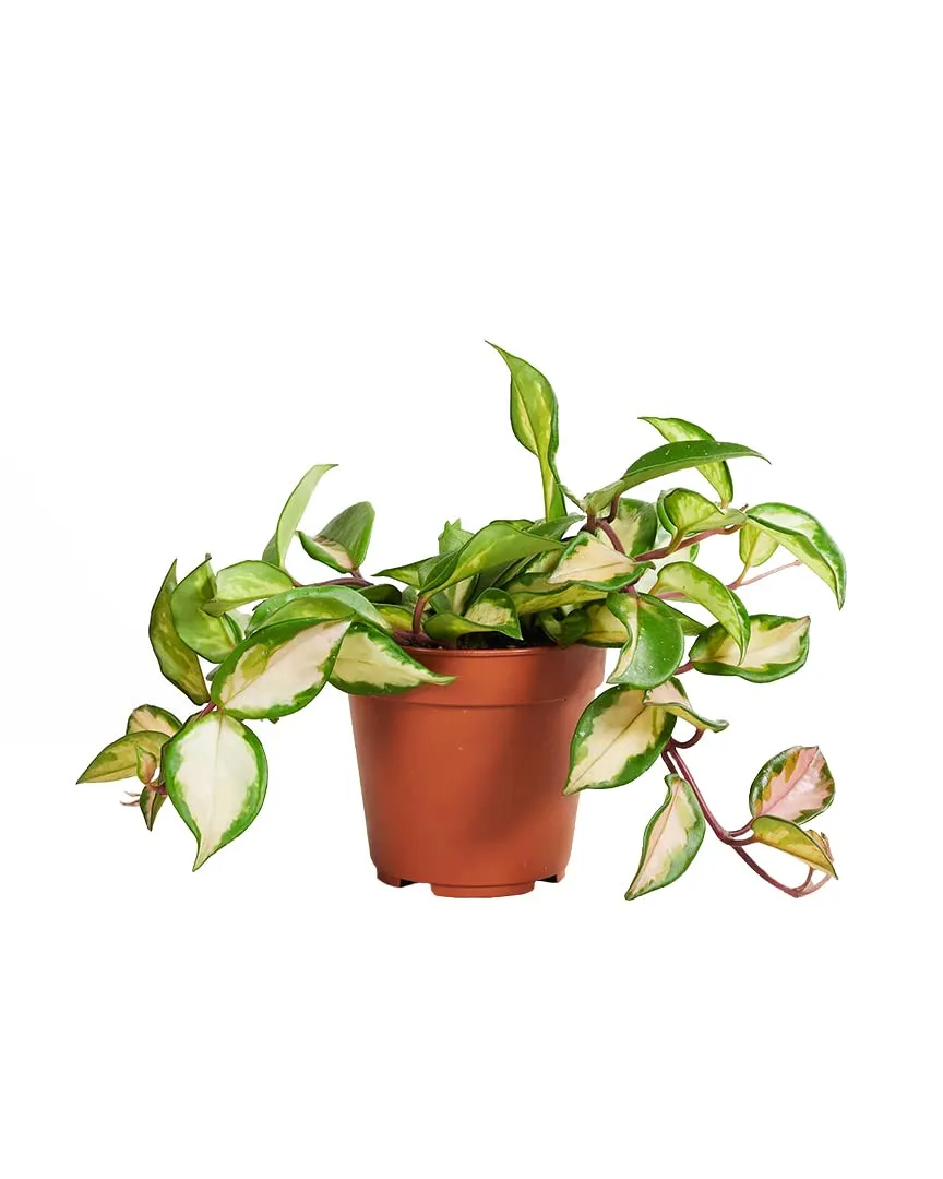 plnts-hoya-carnosa-tricolor-zimmerpflanze-12cm-topf-bunt image 1