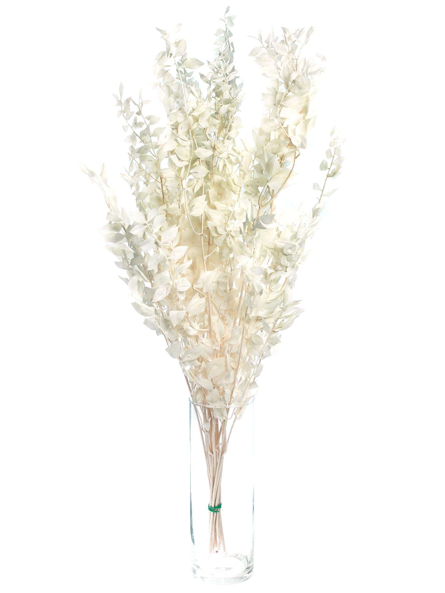 blumigo-trockenblumen-ruscus-m-usedorn-gebleicht-wei image 3