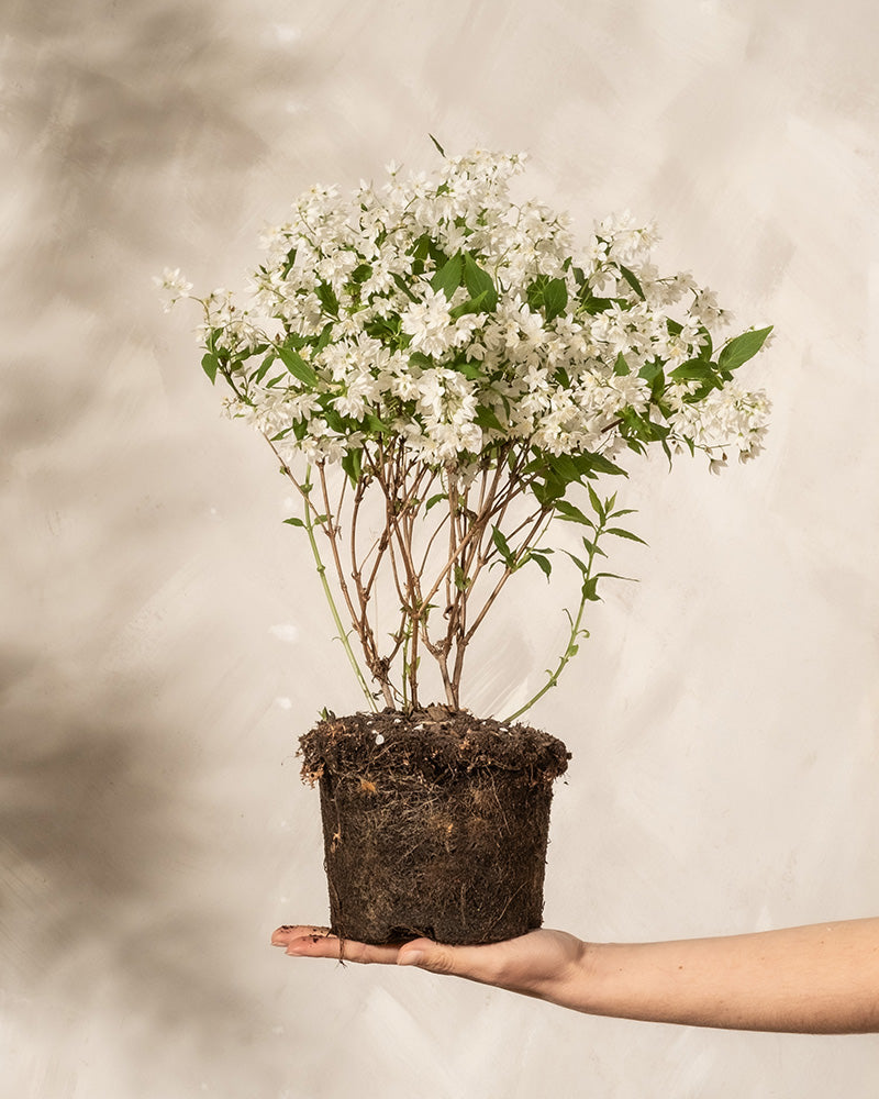 feey-amsterdam-deutzia-gracilis-bl-tenstrauch-ohne-topf image 1