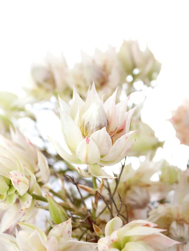 blumigo-proteen-serruria-florida-blushing-bride-creme image 1