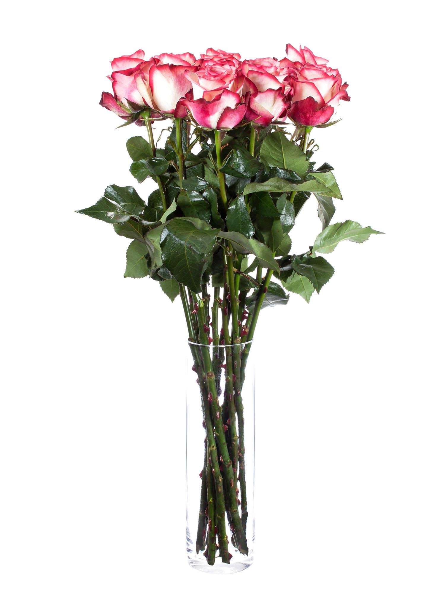 blumigo-rosen-paloma-rose-pink-wei-frische-schnittblume image 2