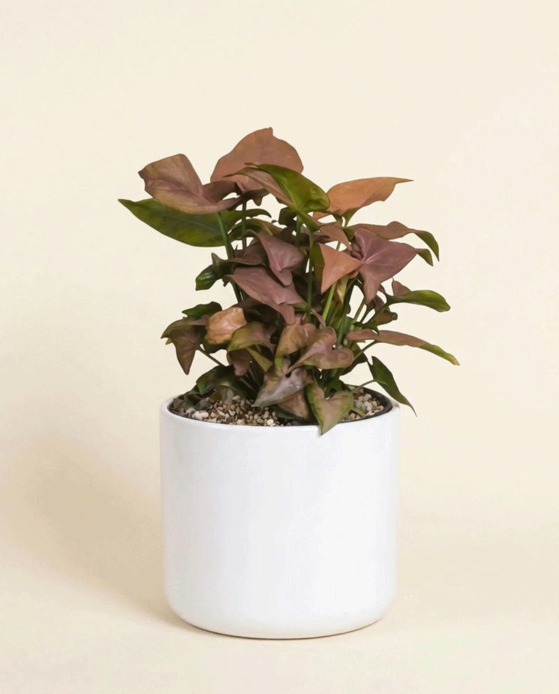 feey-variado-syngonium-neon-zimmerpflanze-ohne-bertopf image 6
