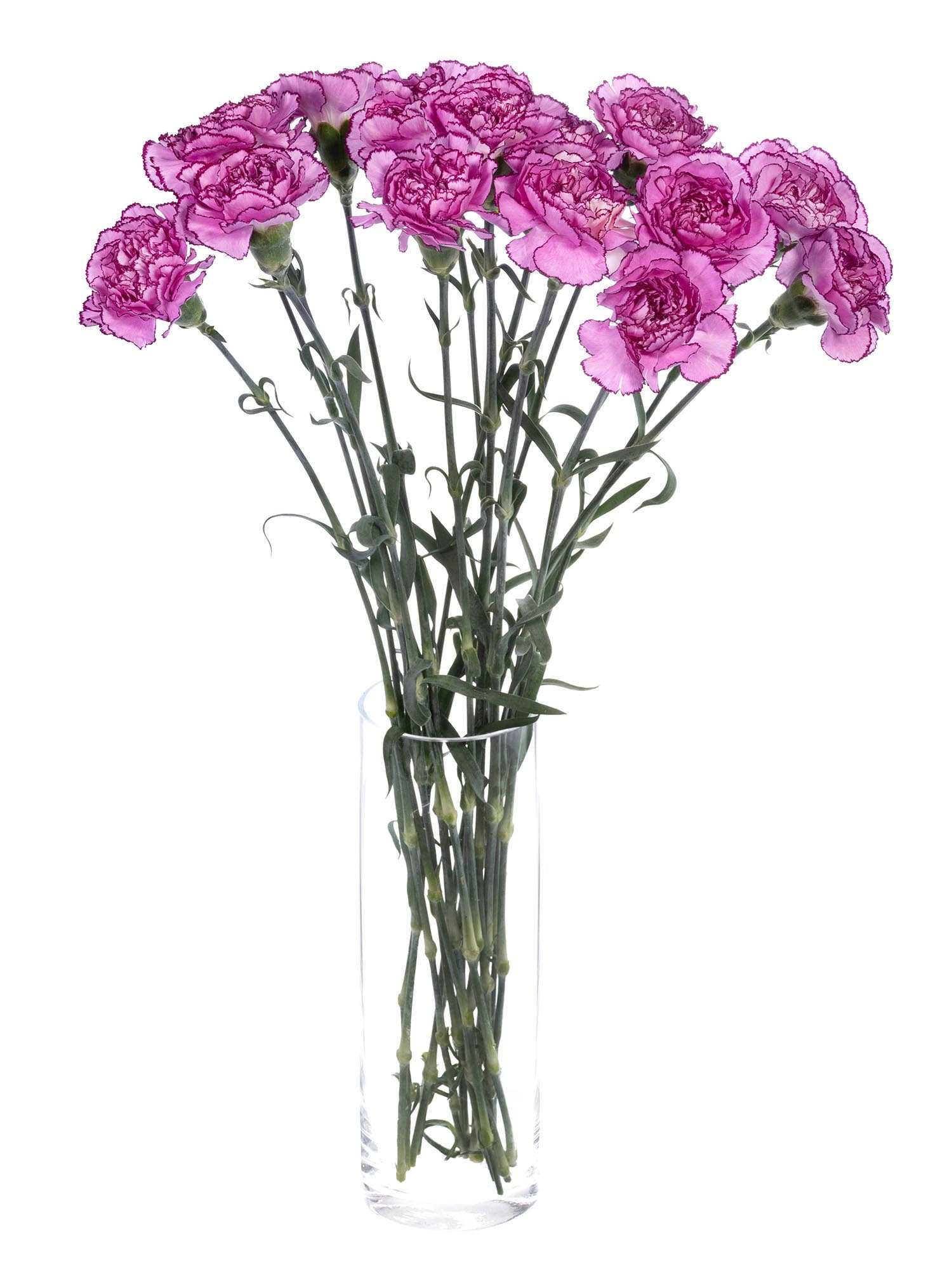 blumigo-nelken-royal-damascus-edelnelken-pink-violett image 3