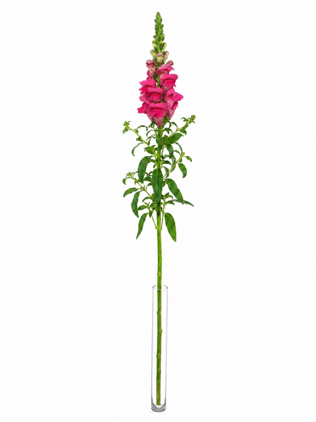 blumigo-rosen-l-wenm-ulchen-avignon-cherry-rose-pink image 3