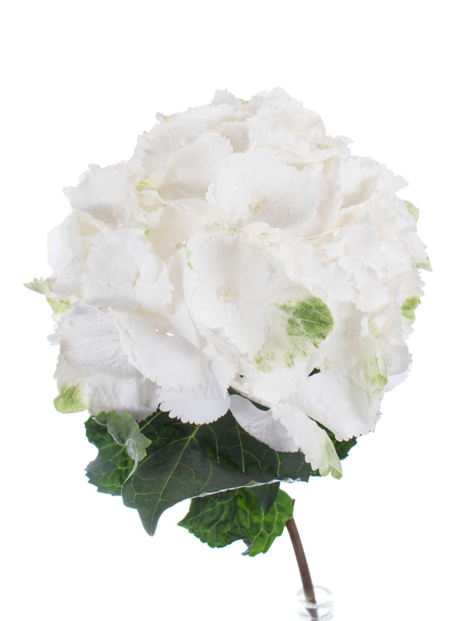 blumigo-hortensien-schneeball-wei-schnittblume-frisch image 3