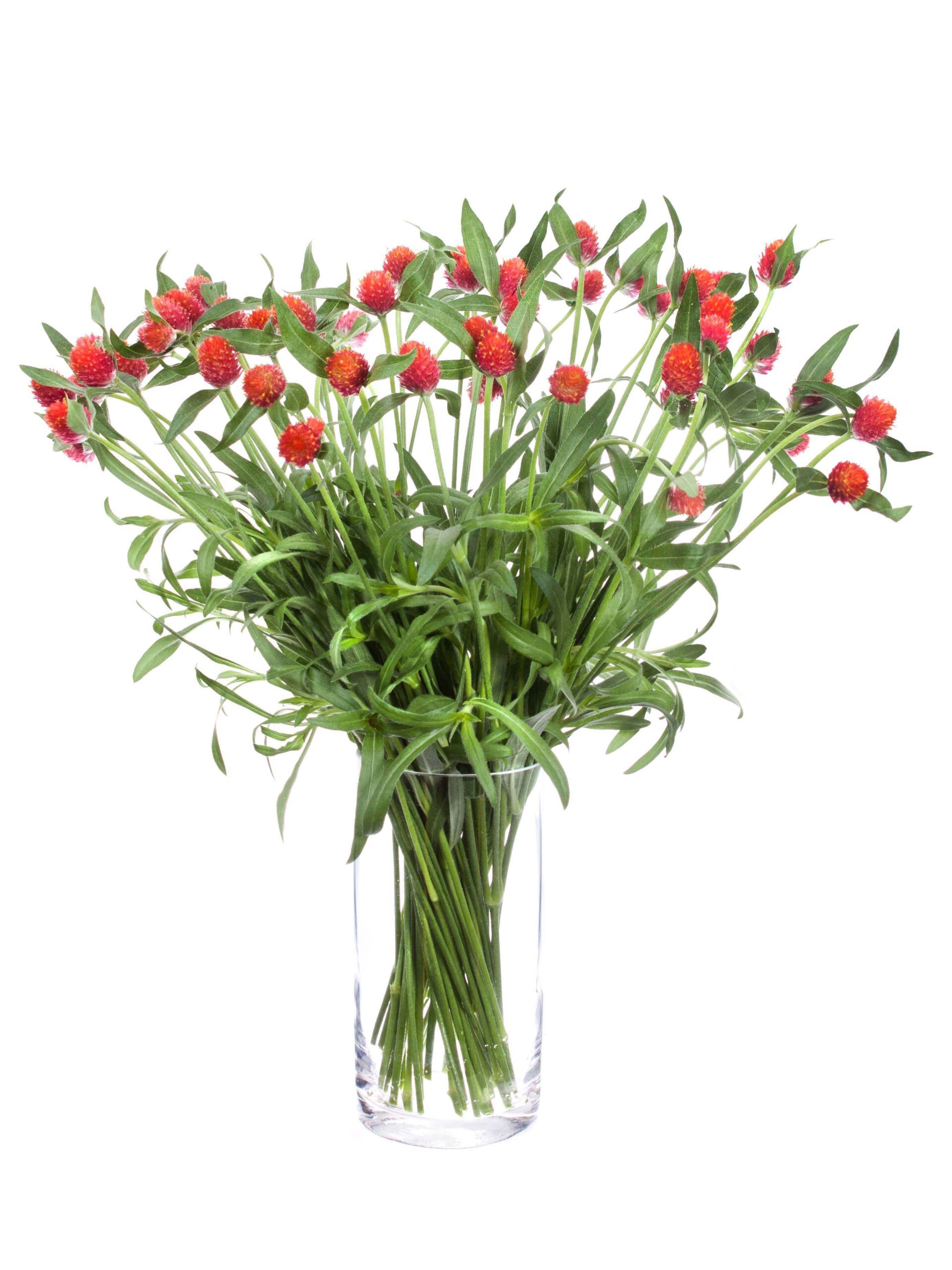 blumigo-gomphrena-kugelamarant-orange-schnittblume image 2