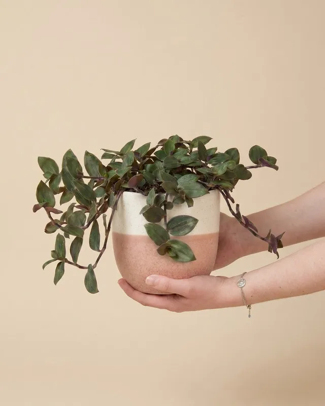 feey-variado-tradescantia-bunny-bellies-zimmerpflanze-klein image 1