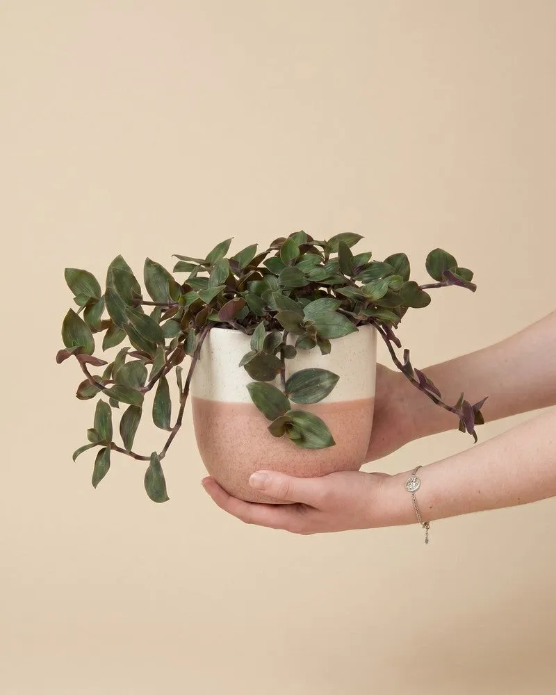 feey-variado-tradescantia-bunny-bellies-zimmerpflanze-klein image 1