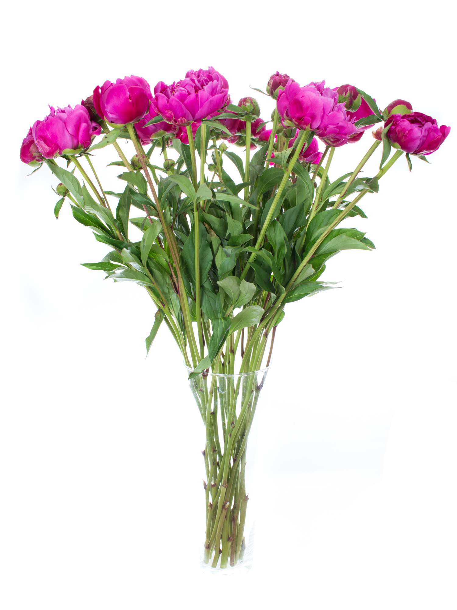 blumigo-karl-rosenfield-pfingstrose-pink-violett-schnittblume image 2