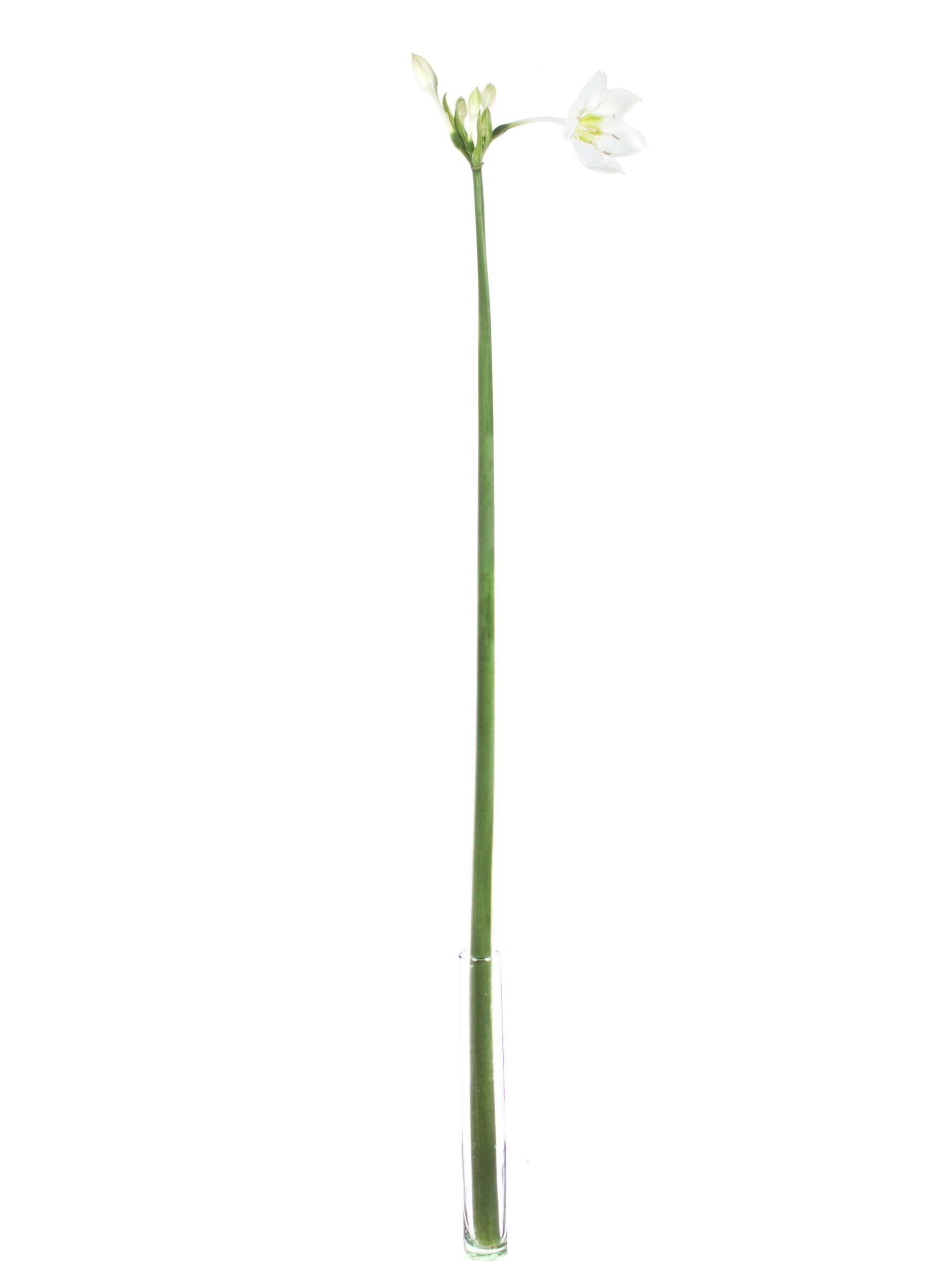 blumigo-blattwerk-eucharis-grandiflora-wei-stiel-frisch image 3