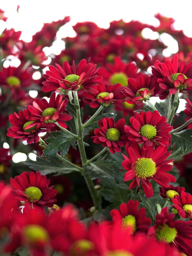 blumigo-dung-red-santini-chrysantheme-rot-schnittblume image 1