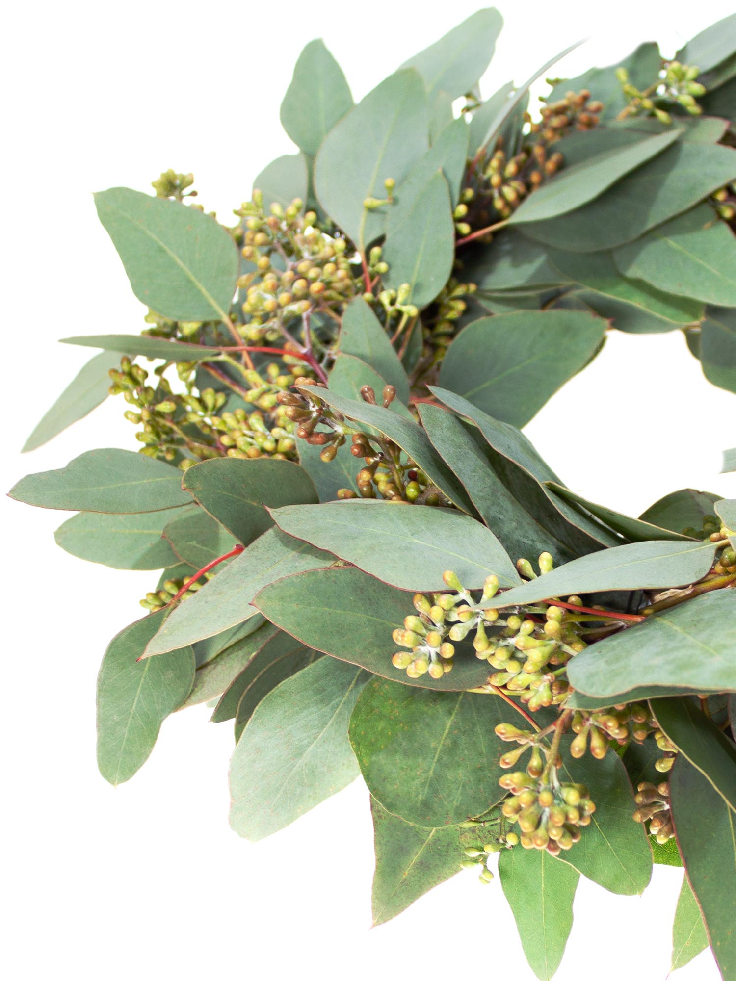 blumigo-eukalyptuskranz-mit-beeren-diy-set-selbermachen image 3
