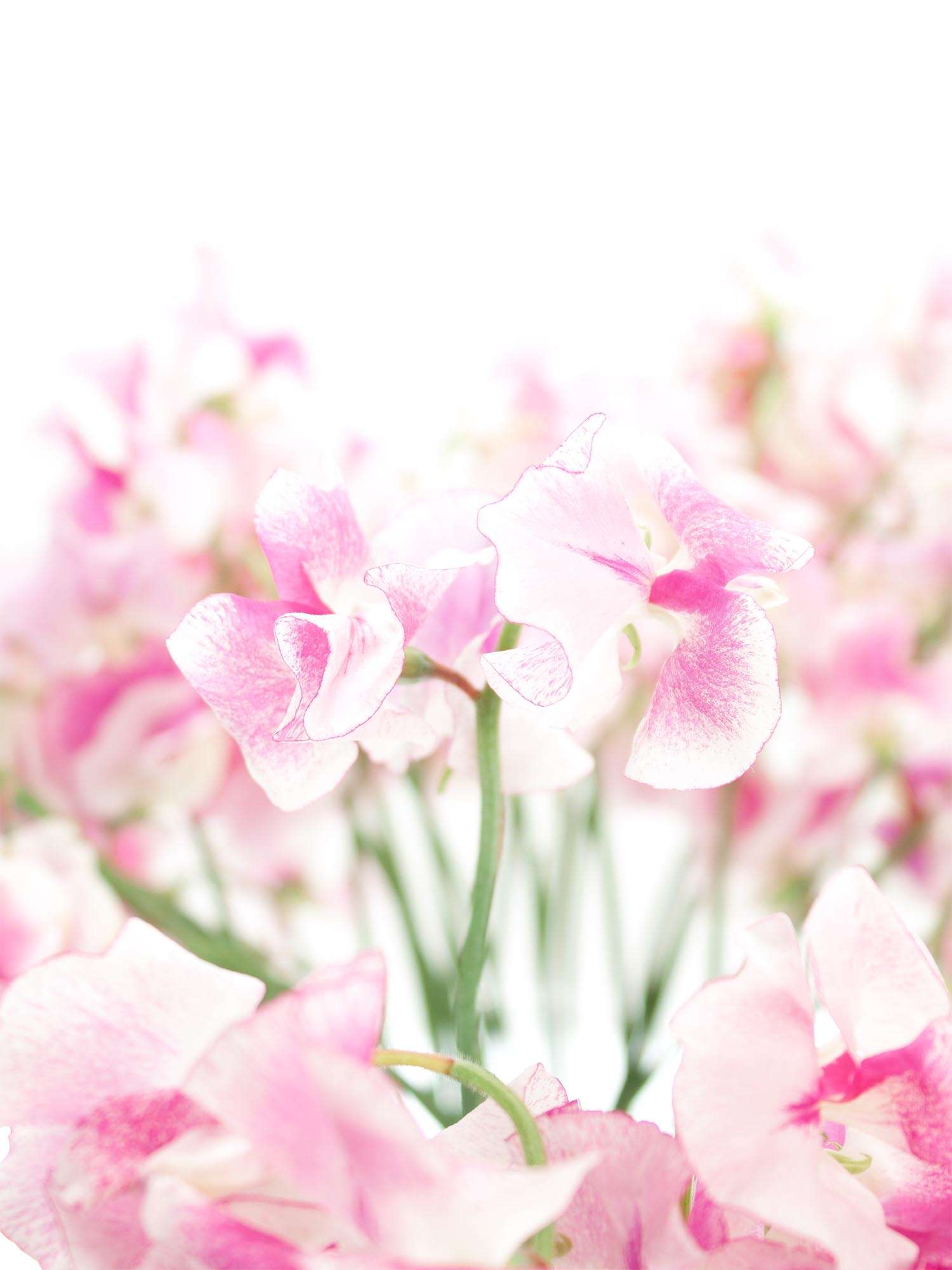 blumigo-rosen-wicken-wedding-rose-schnittblume-pink-wei image 1