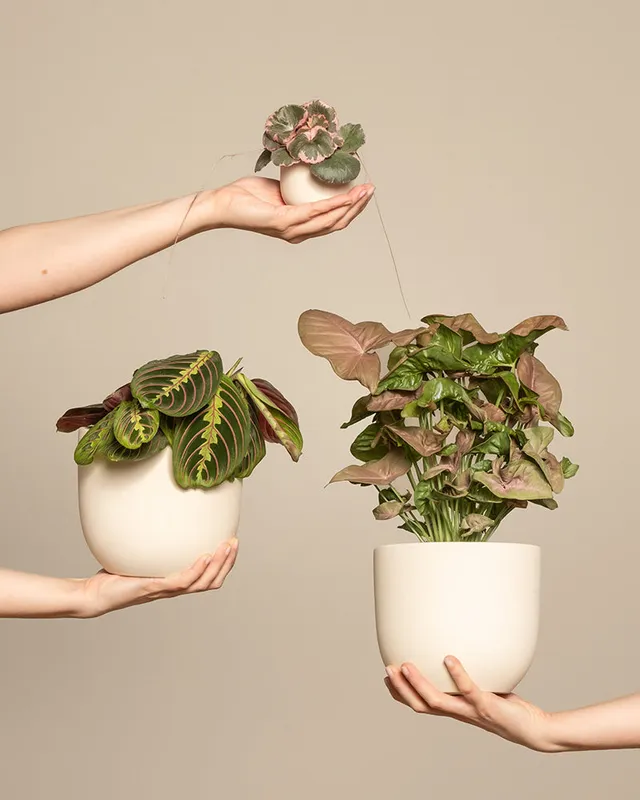 feey-pflanzen-trio-maranta-syngonium-saxifraga-ohne-topf image 1