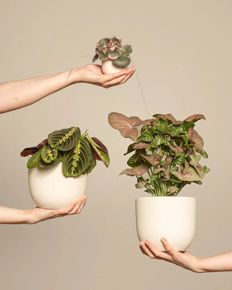 feey-pflanzen-trio-maranta-syngonium-saxifraga-ohne-topf image 1