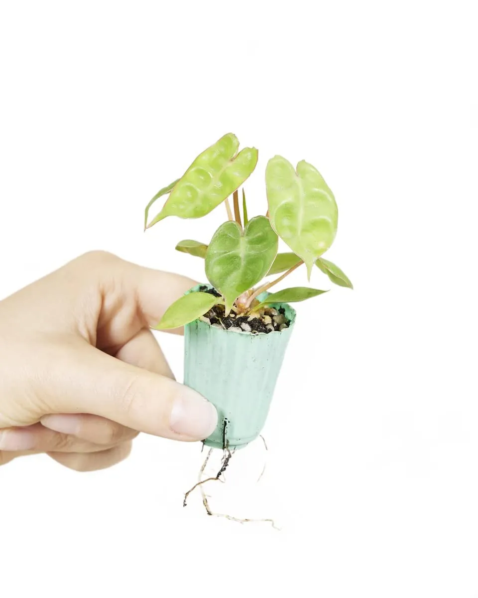 plnts-babyplnts-philodendron-billietiae-baby-4cm-10cm image 1