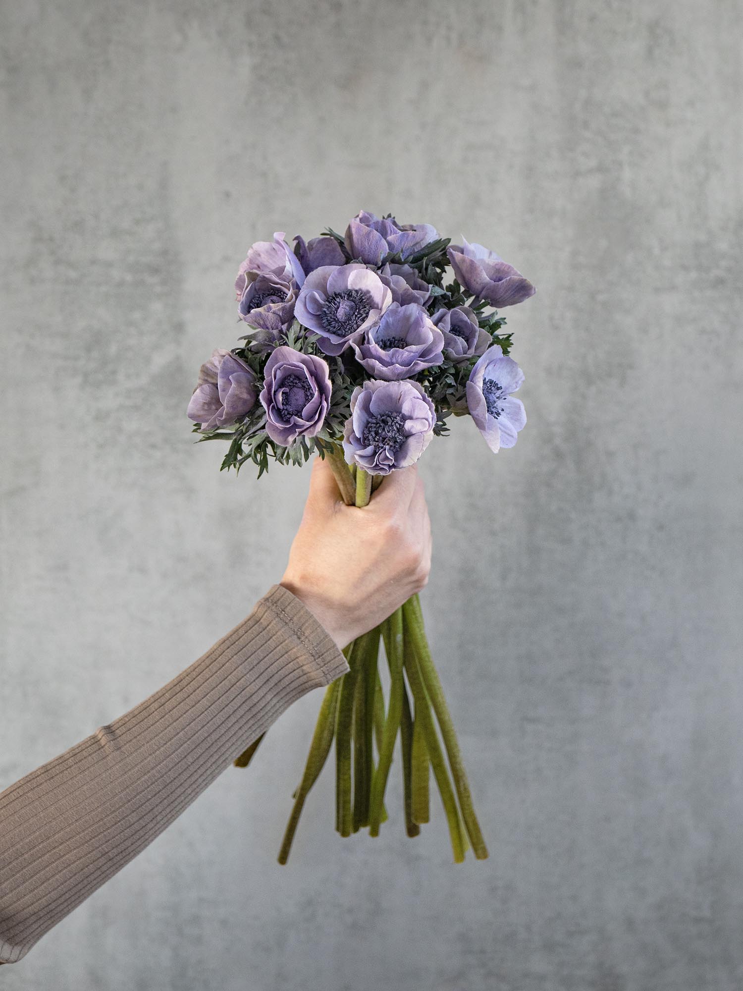 blumigo-anemonen-mistral-powder-lavendel-xl-hellviolett image 4