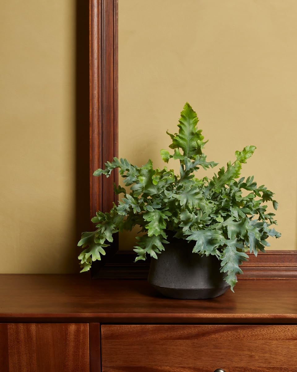 plnts-rareplnts-phlebodium-aureum-davana-zimmerpflanze-25cm-luftreinigend image 5