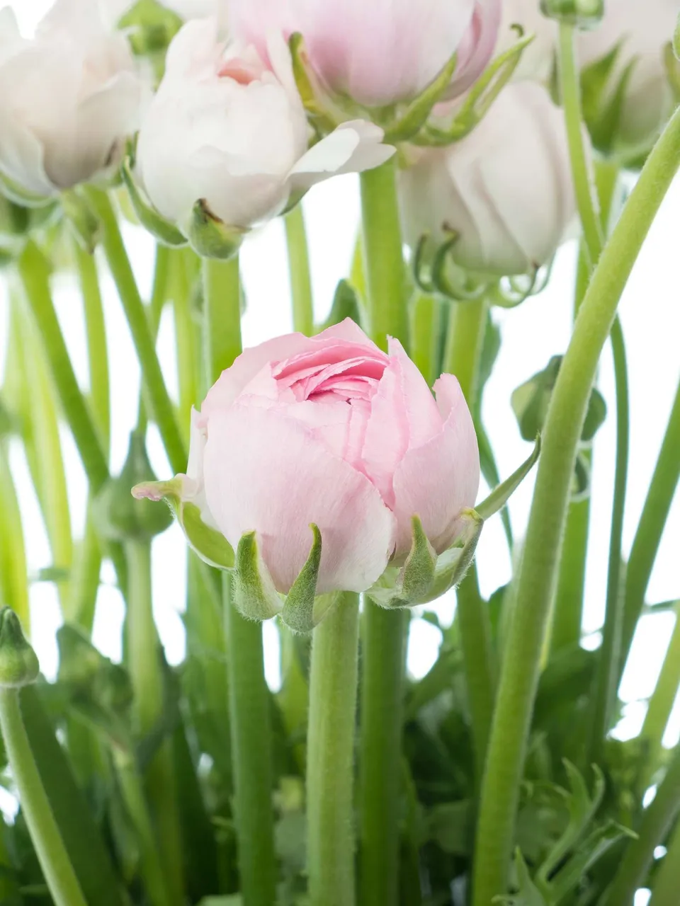 blumigo-ranunkeln-elegance-pastel-pink-schnittblumen-rosa image 1
