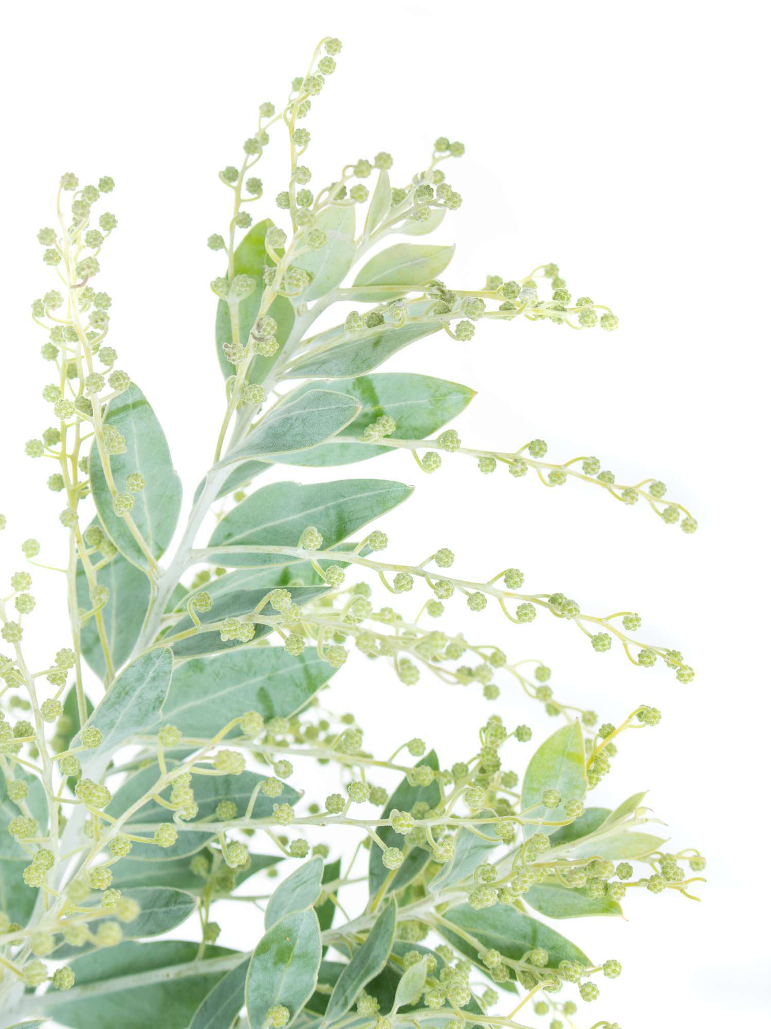 blumigo-exklusives-greenery-mimose-gr-n-silber-schnittgr-n image 2