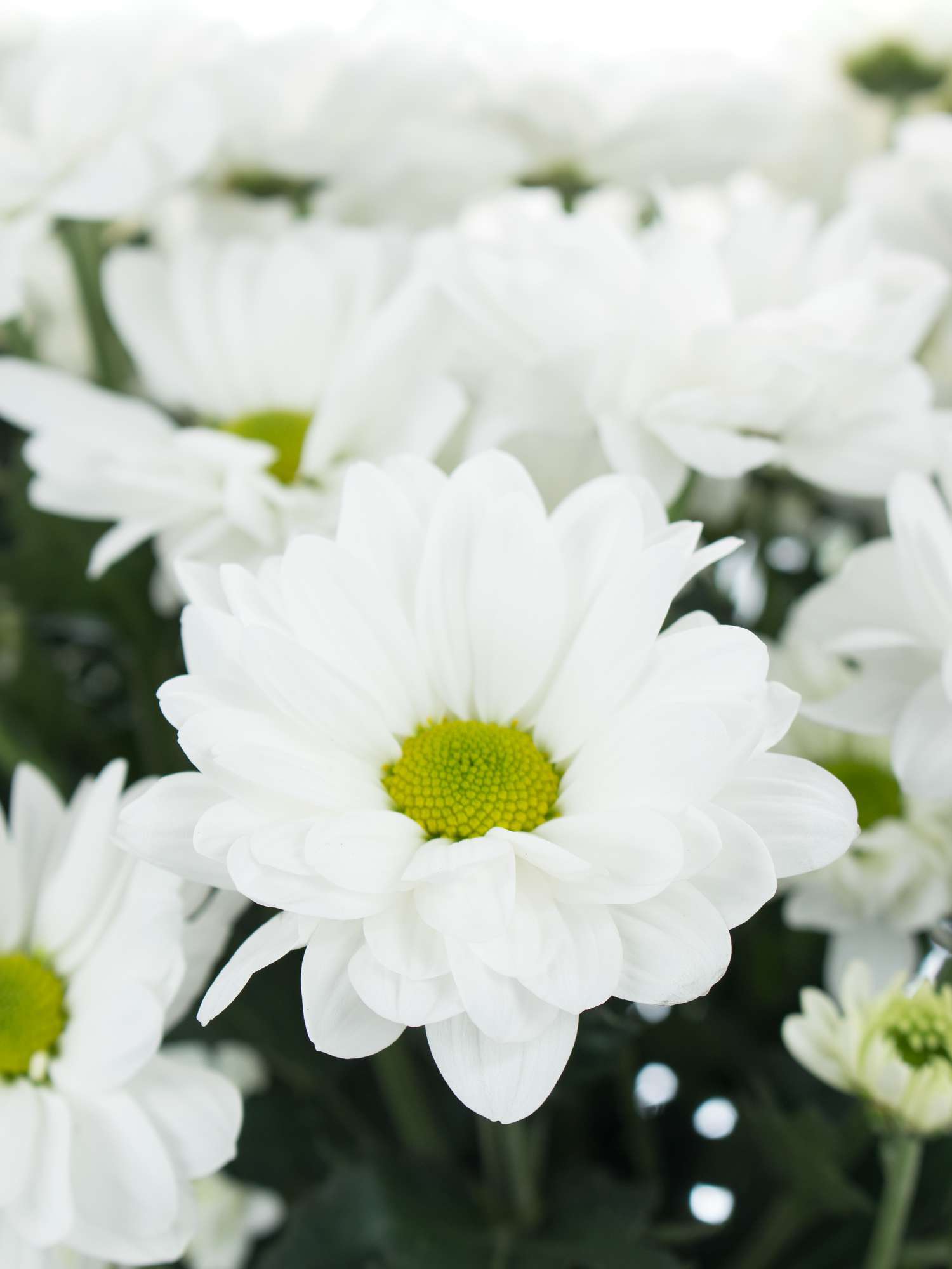 blumigo-bacardi-chrysantheme-wei-verzweigt-einzelstiel image 1