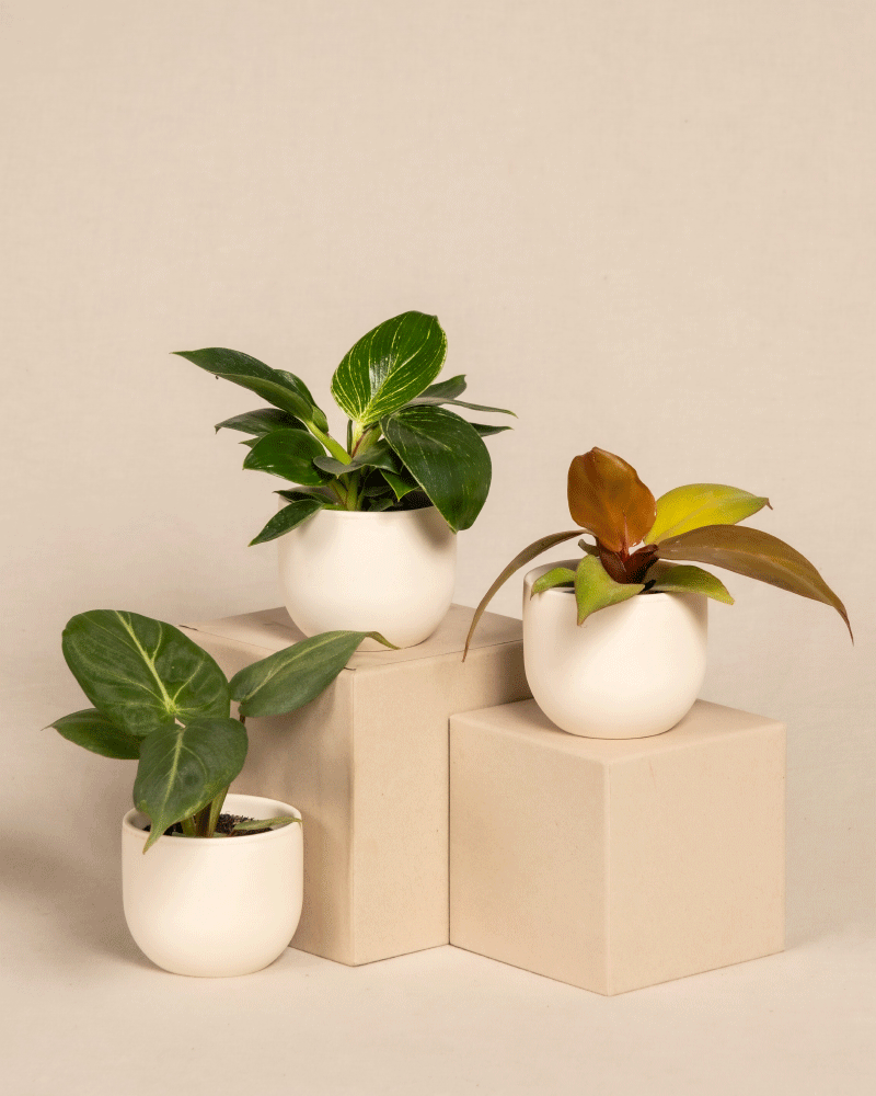 feey-variado-babypflanzen-trio-philodendron-zimmerpflanze-ohne-bertopf image 5