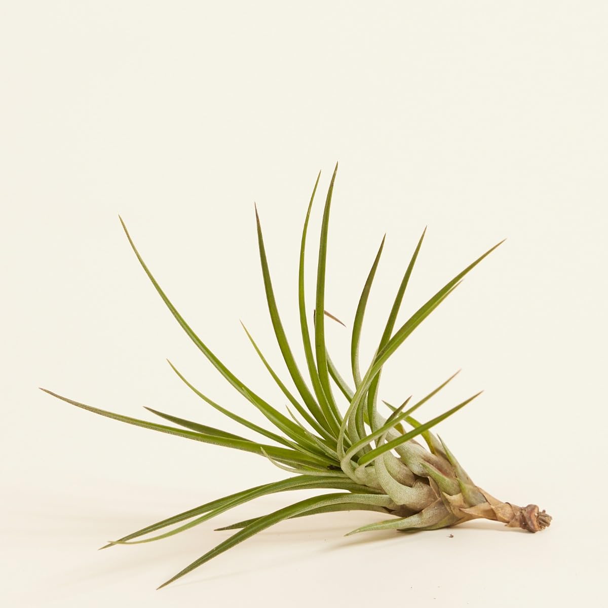 plnts-babyplnts-tillandsia-melanocrater-luftpflanze-10-cm image 3