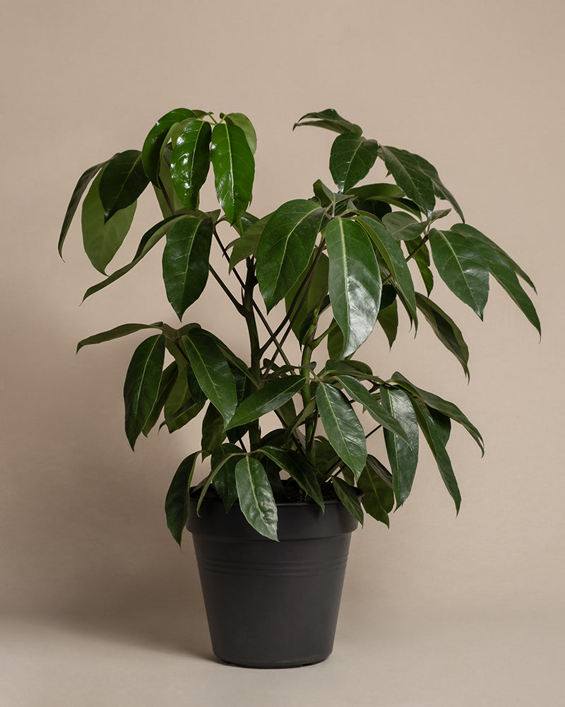 feey-variado-schefflera-amate-zimmerpflanze-gro image 3