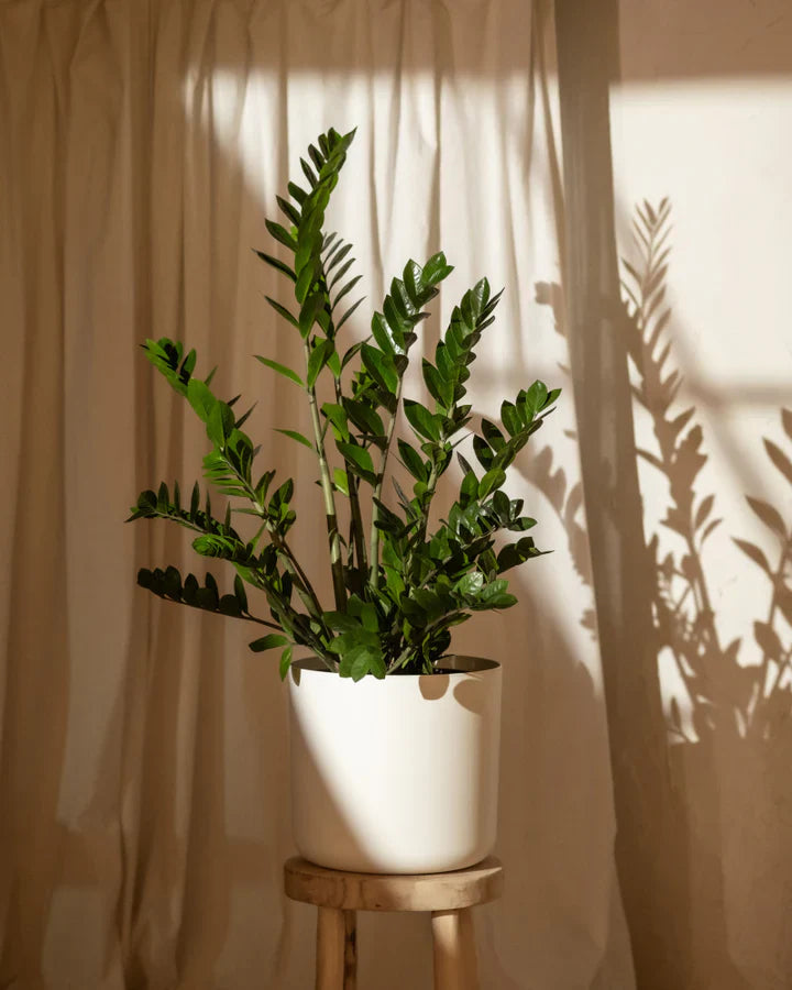 feey-lumi-kunststoff-topfset-blument-pfe-4er-anthrazit image 3