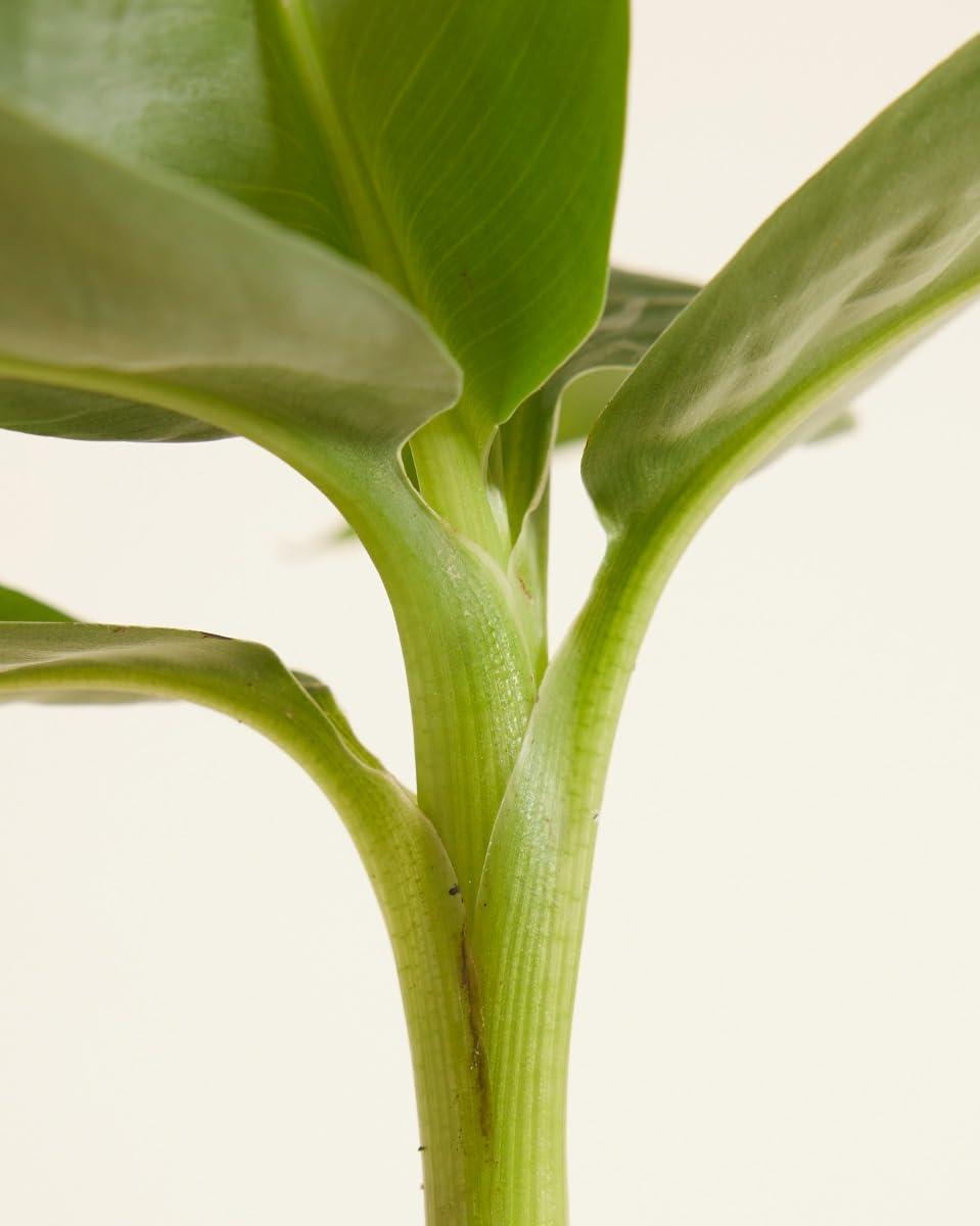 plnts-babyplnts-musa-dwarf-bananenpflanze-mini-15cm image 5